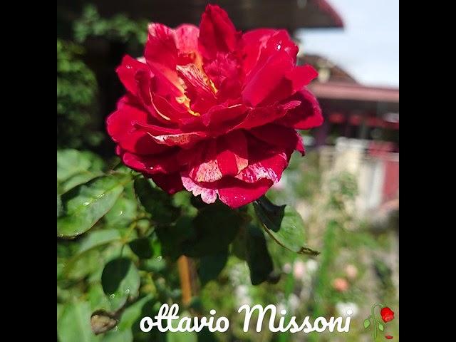 Ottavio Missoni Rose#roses #rosephotography#bloomingtoday#mawar#ottaviomissonirose#fragrancerose