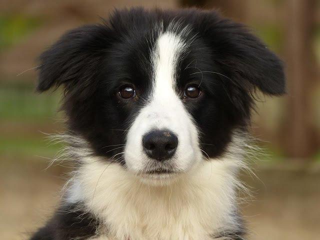 Daisy - Border Collie Puppy - 2 Week Residential Dog Training at Adolescent Dogs