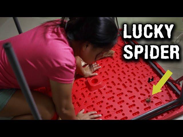 Filipina Wife's Lucky Spider Causes Trouble At Green Acres Ranch