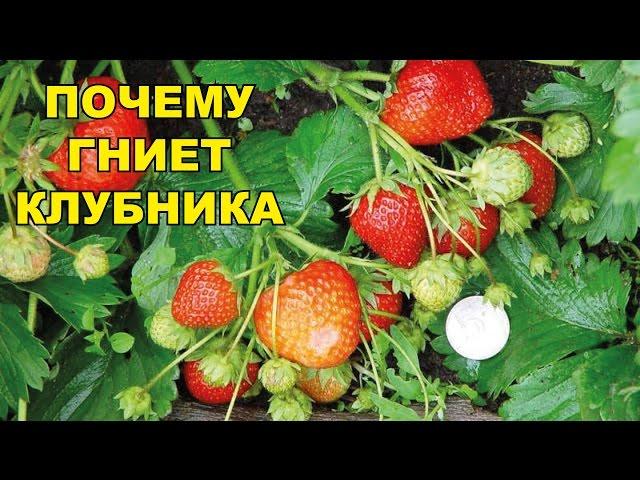 Что делать, если гниет клубника