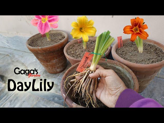 How to Grow DayLily Bulb | Winter Care of Hemerocallis Summer Flowering Plant