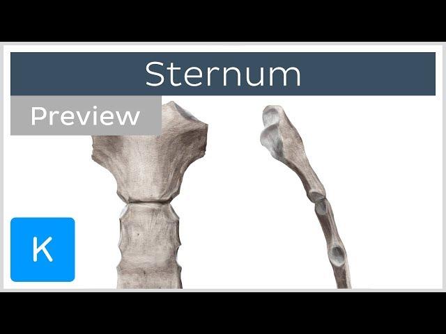 Sternum: location, definition, landmarks (preview) - Human Anatomy | Kenhub