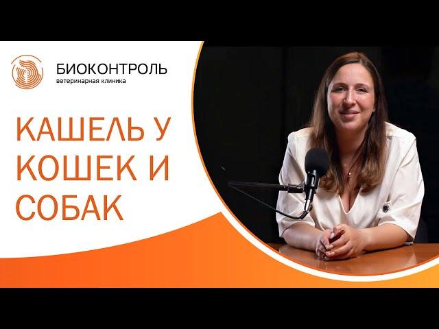  Кашель у кошек и собак: разновидности, причины и лечение. Кашель у кошки причины и лечение. 12+