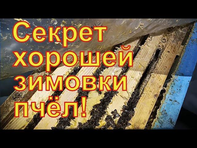 Секрет идеальной зимовки. Зимовник не для холода.