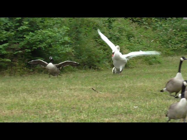 Swan attacks geese in water then on land.