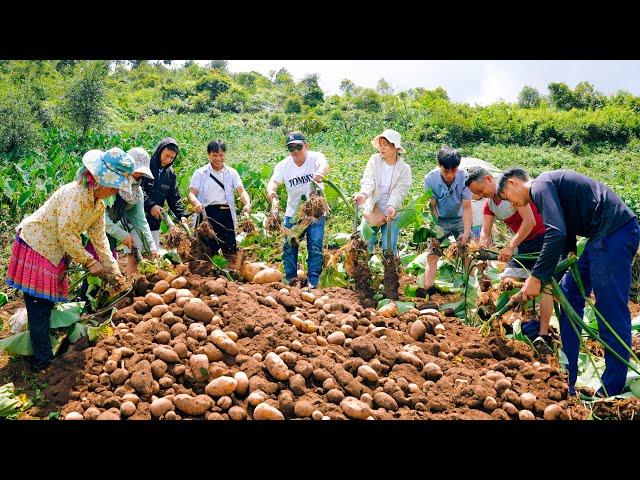 Harvesting Taro - Cooking Delicious Dishes with Taro - Northwest Vietnam Cuisine | SAPA TV