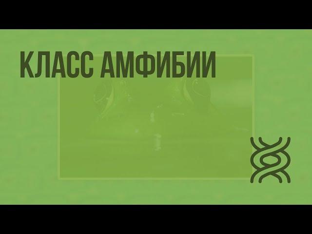 Класс Амфибии. Видеоурок по биологии 7 класс