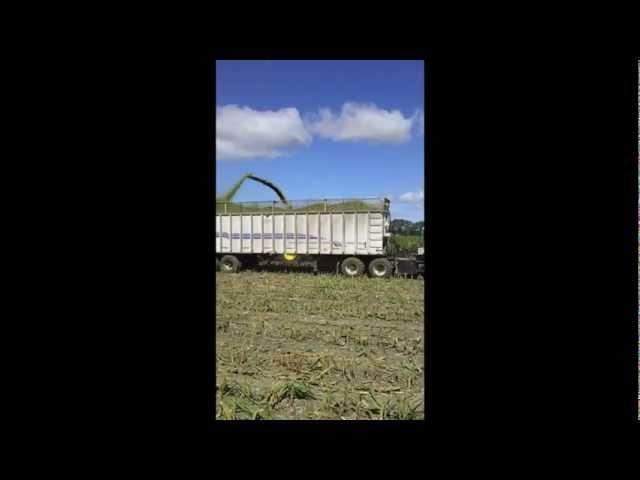 Klondike Farms Fall Harvest Chopping