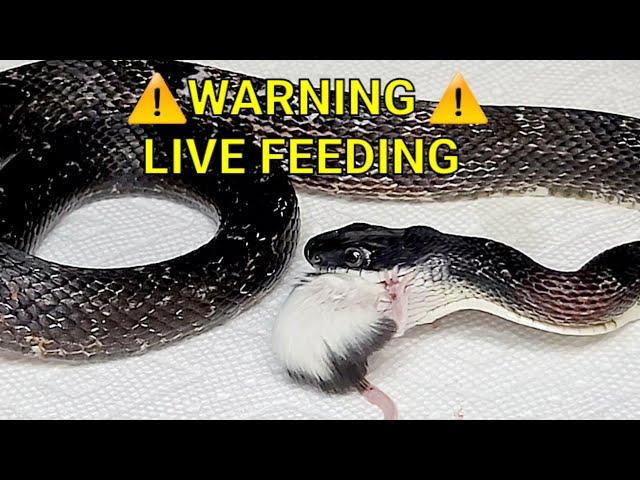 Warning | Rat Snake Eats 2 Mice | Live Feeding