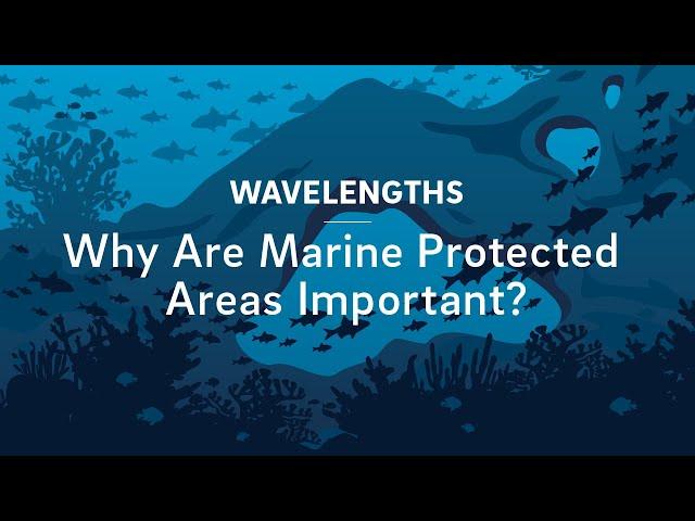 Why Are Marine Protected Areas Important?