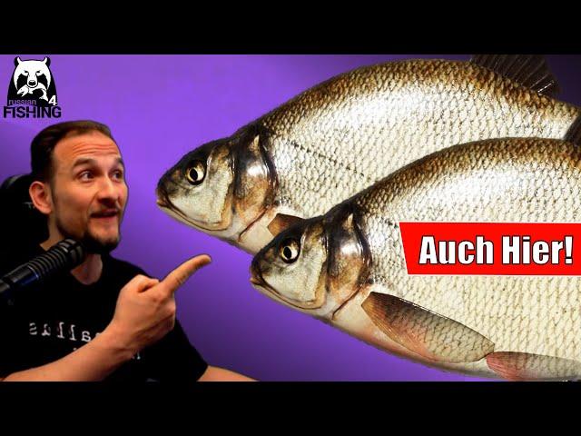 Russian Fishing 4 - Windenbach - Brasse, Spot, Set ganz einfach