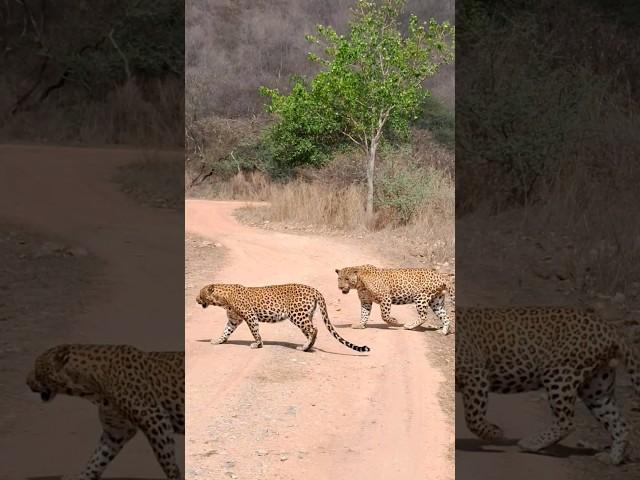 mating pair .2 leopard in one frame #leopard #wildlife #animals #jhalanaleopardsafari #jaipur