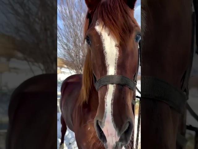 Poor sad horse  #horse #horselover #load #ai #shortvideo #animals