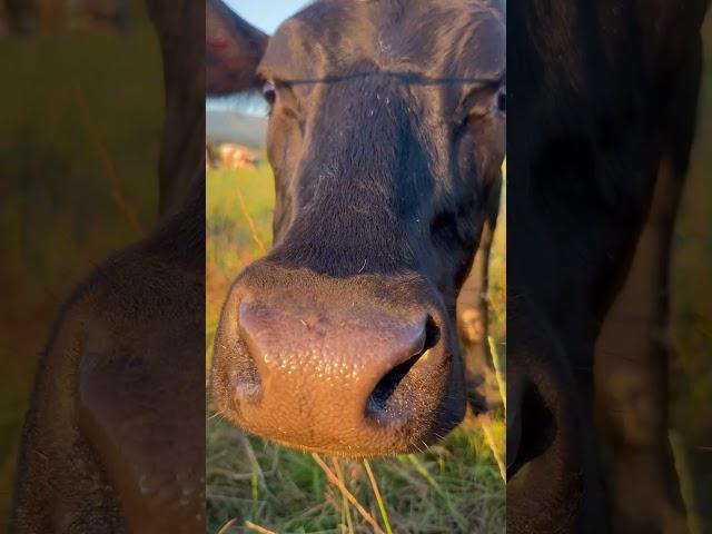  #cow