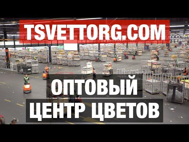 Цветы оптом | Самая крупная оптовая база цветов | Тюльпаны и розы оптом