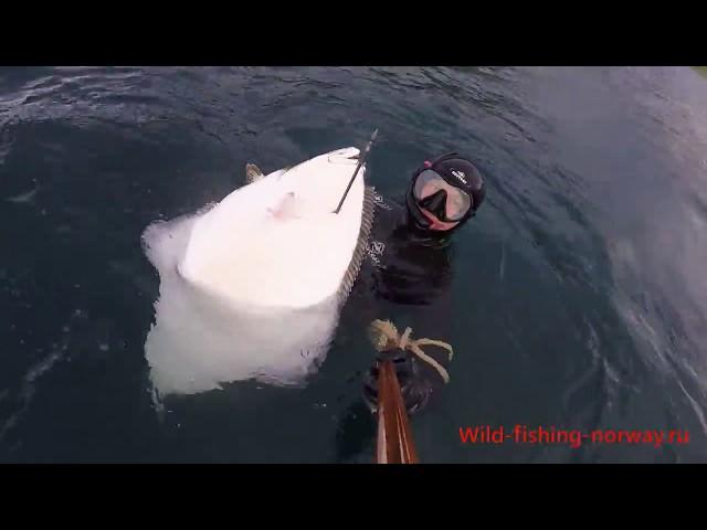 Подводная охота в норвегии ПАЛТУС .Wild Fishing Norway