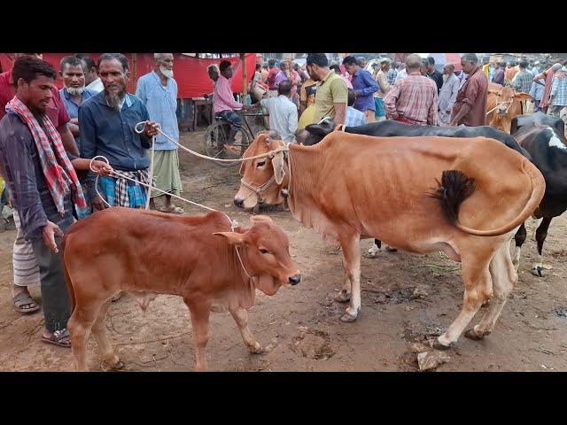 আজ ৮/৩/২৫ | কমদামের মধ্যে বরগুনার খামারী কেমন দামে গাভী বাছুর কিনছেন কাহারোল হাটে