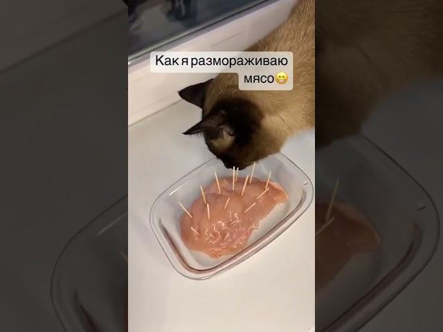 как обмануть кота