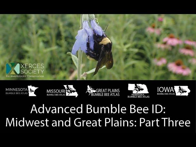 Advanced Bumble Bee ID: Midwest and Great Plains - Part Three