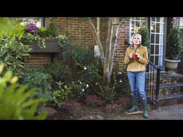 Plant October Magic Camellias from Southern Living with Linda Vater