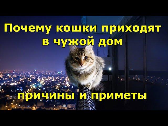 Почему кошки приходят в чужой дом. Причины и приметы.