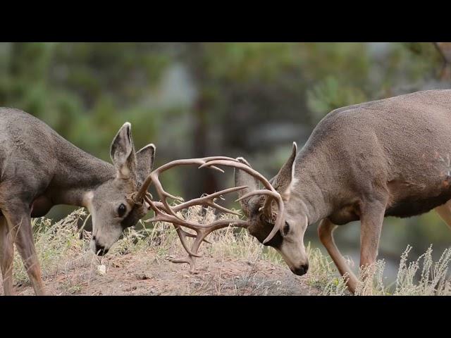 Connecting the Wild Northwest