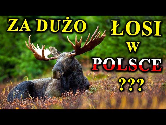 ŁOSIE Atakują Ludzi, Wpadają Pod Auta - Czy Jest Ich Za dużo?