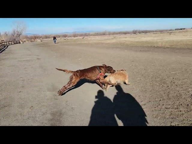 Собачий парк / Dog Park again