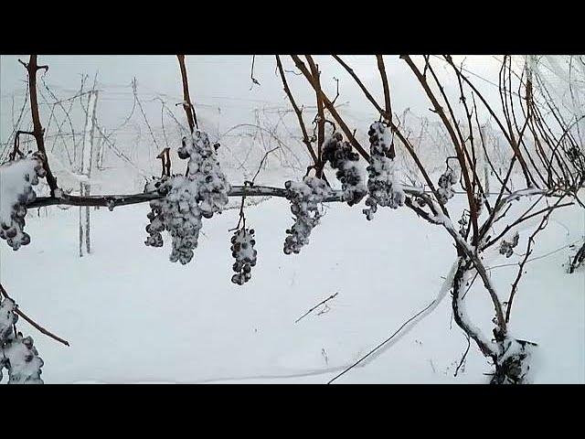 Eiswein: Süße Spezialität mit Nervenkitzel