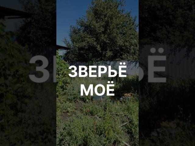 Зверьё моё