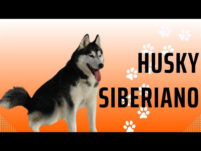 El Husky Siberiano: Belleza y Aventura en un Paquete Peludo