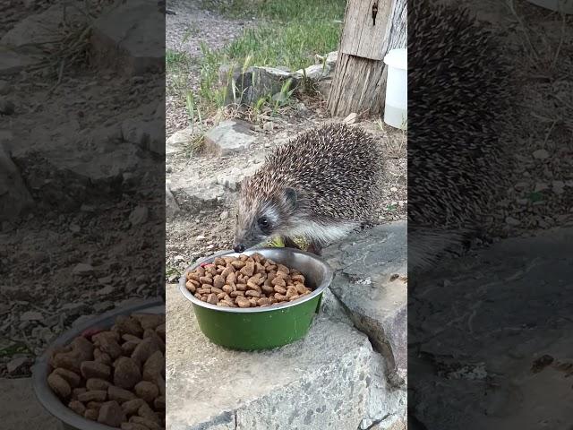 #мяу #кот #ежик #животные #природа #cat #nature #animals