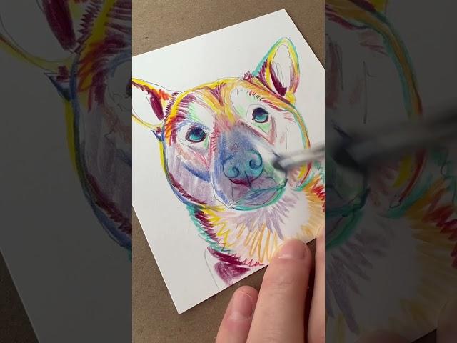 Shiba Inu Portrait- colored pencils blended with rubbing alcohol.