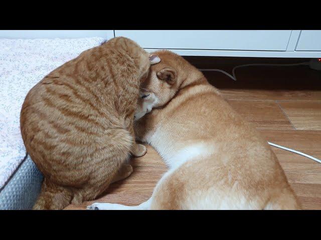 Orange Cat Loves Shiba Inu