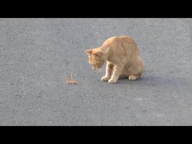 Et Yiyen Dev Örümcek Kedi İle Karşılaşırsa