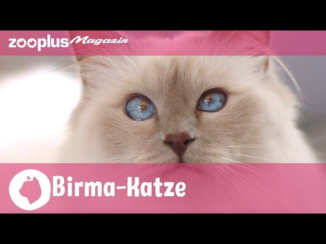 Birma-Katze (Heilige Birma) im Rasseporträt: Charakter, Haltung & Pflege | zooplus Magazin