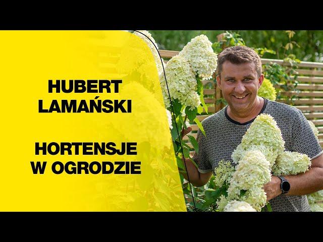 Hortensje w ogrodzie