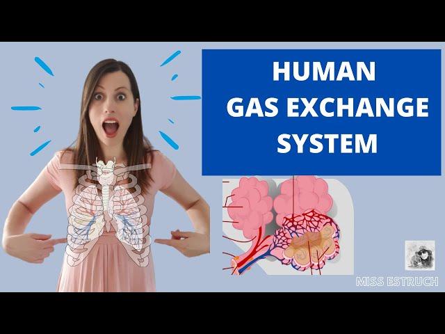 Human GAS EXCHANGE SYSTEM - A level Biology.  Learn the structures, ventilation and gas exchange.