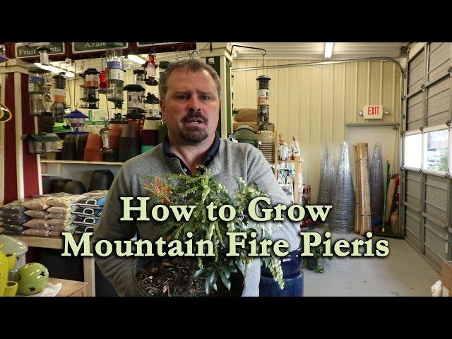 How to grow Mountain Fire Pieris with a detailed description