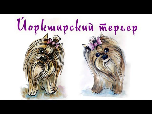 Как нарисовать собаку йоркширского терьера?