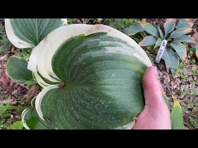 ОСЕНЬ и ХОСТА - ЭТО ПРЕКРАСНО!!!#хоста #garden #растения #хобби#садоводство#