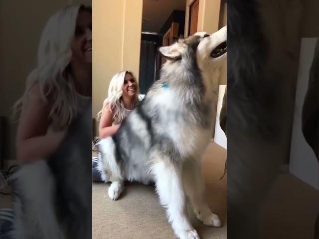 Alaskan Malamute Biggest Dog In The World #shorts alaskanmalamute #PetSimulatorX #PetSimX