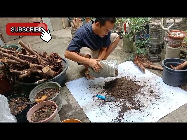 Bonsai hunting in the street red balete 0005