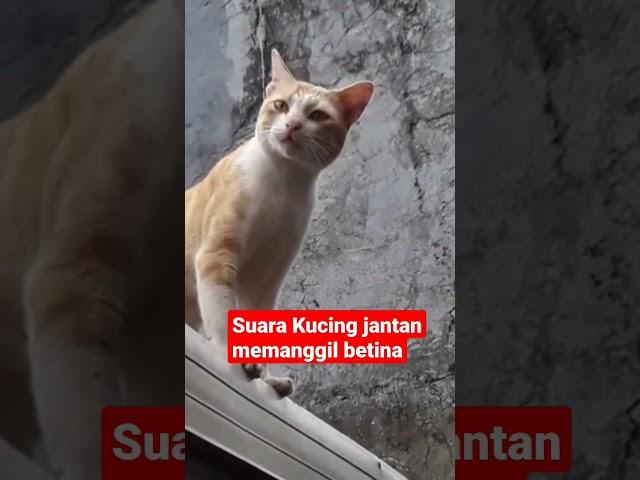 Suara kucing jantan memanggil betina mau kawin#shorts , #vidioshort , #kucing ,