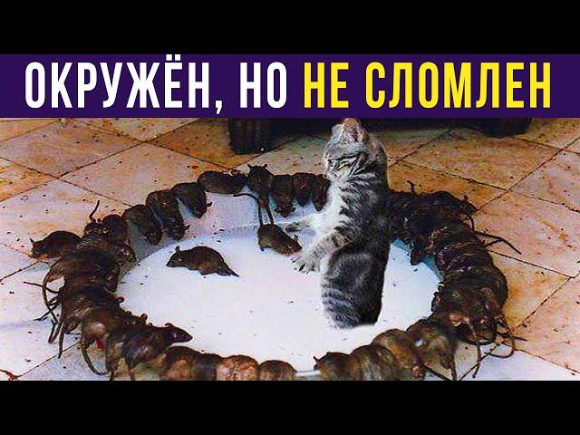 Приколы с котами. ОКРУЖЁН, НО НЕ СЛОМЛЕН | Мемозг #344