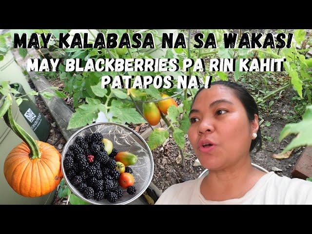 BUHAY AMERIKA: MAY ORANGE NA KALABASA NA TAYONG HARVEST AT IBA PA