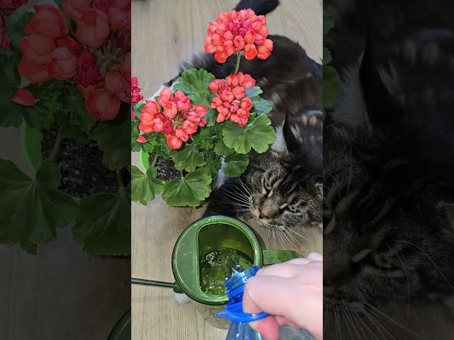 Любой цветок сразу зацветет пышной шапкой, всего 1 ложка в воду и пышное цветение #цветы #герань