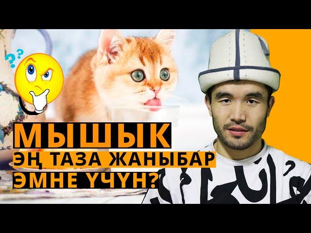 Эмне үчүн мышык жаныбарлардын эң тазасы? // Акимжан уулу Мухаммед