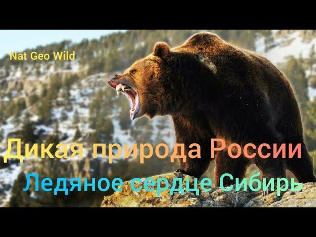 Nat Geo Wild.Дикая природа России.Ледяное сердце Сибирь.