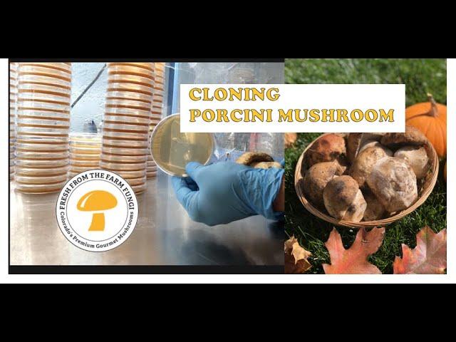 Cloning a porcini: Boletus edulis